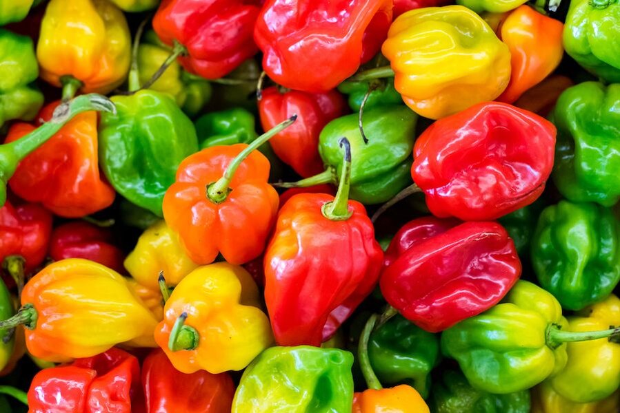 Červené, zelené a žluté habanero pálivé papriky
