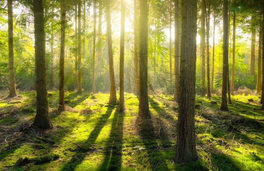 Pohľad na zelený les za slnečného počasia