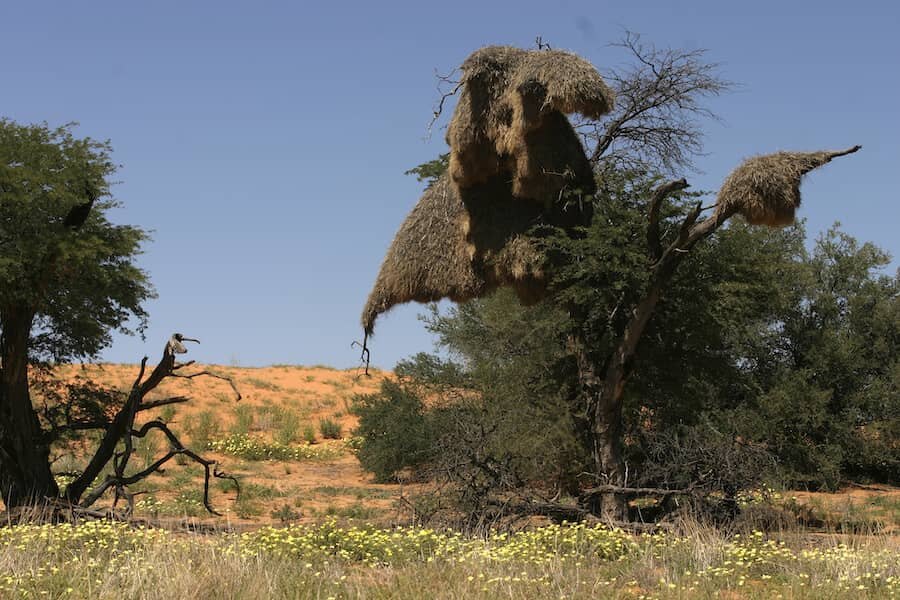 Hniezdá na stromoch v Kalahari