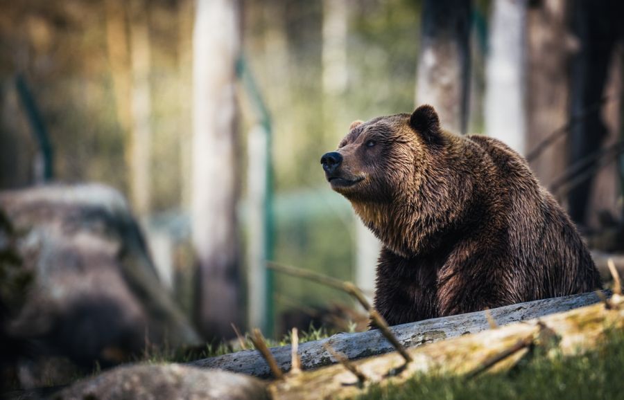 Medveď Grizzly v lese